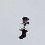 12SB8089 Fighting Bald Eagles